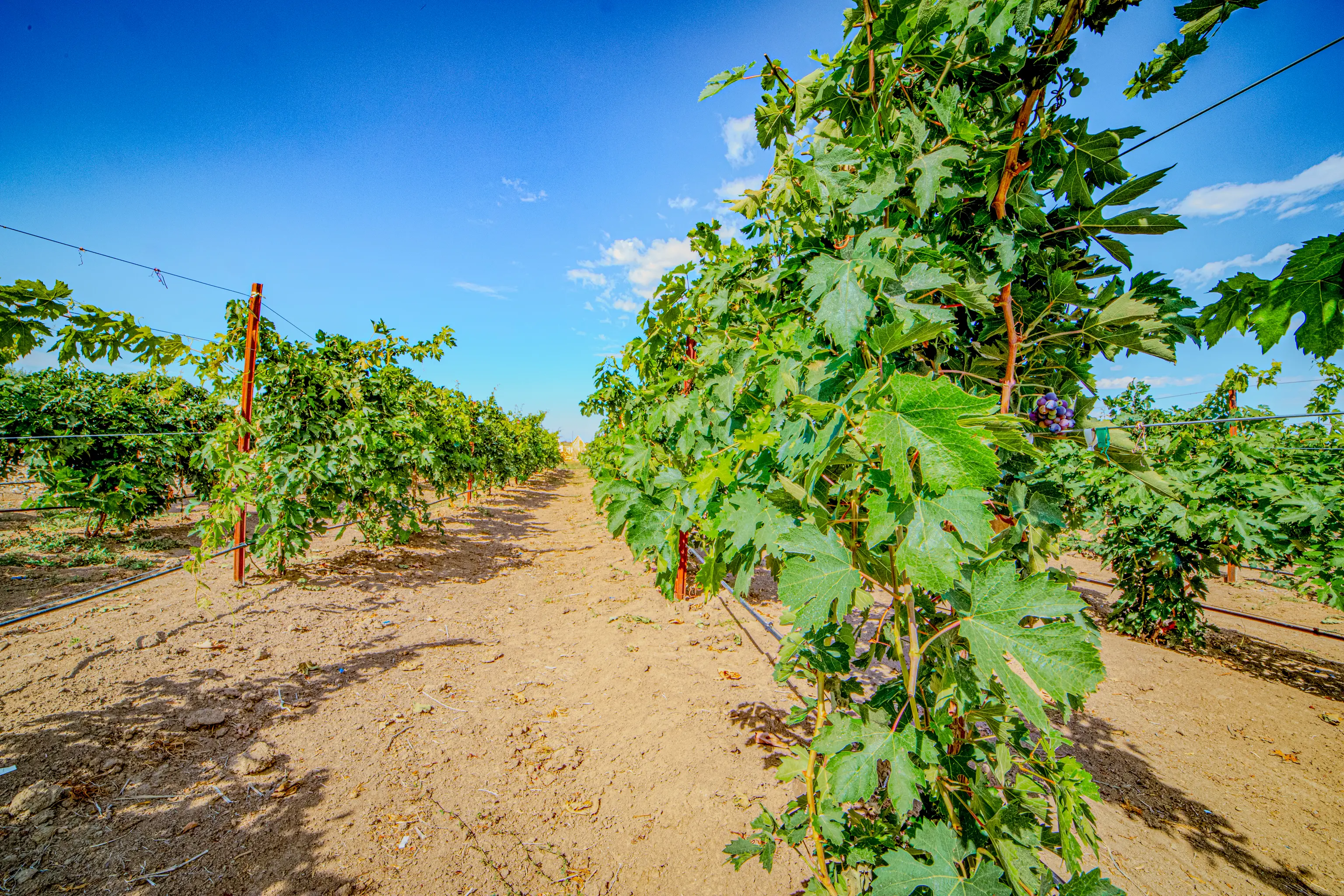 The Vineyard