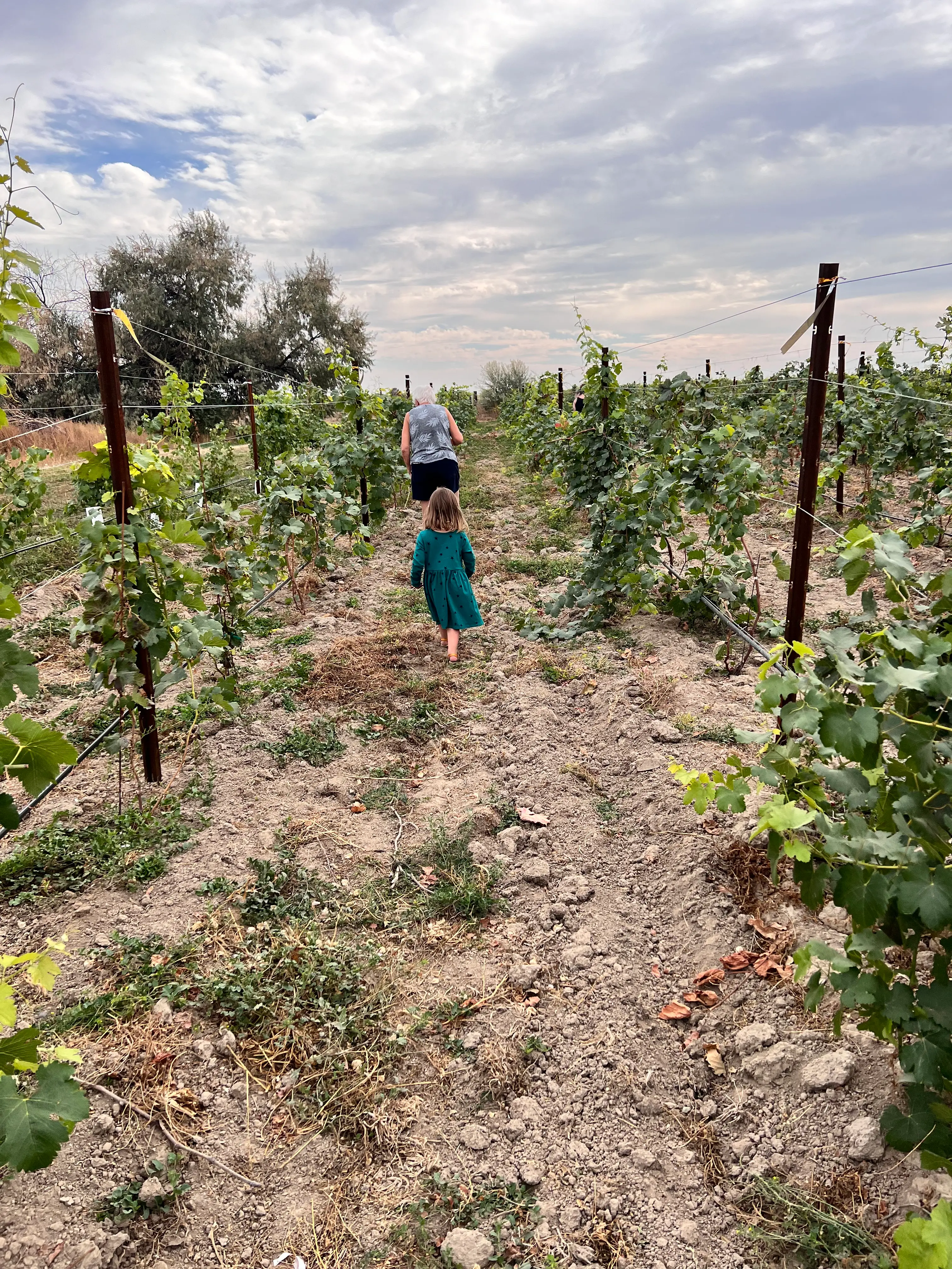 Generations working together in the vines