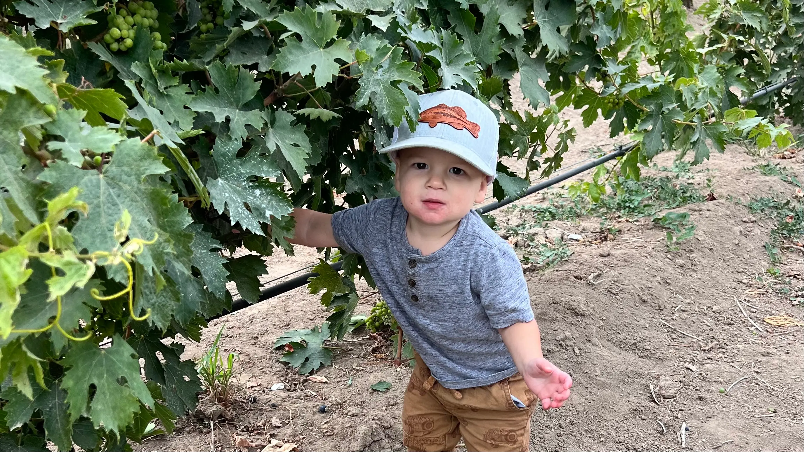 Grandkids picking grapes in the vineyard