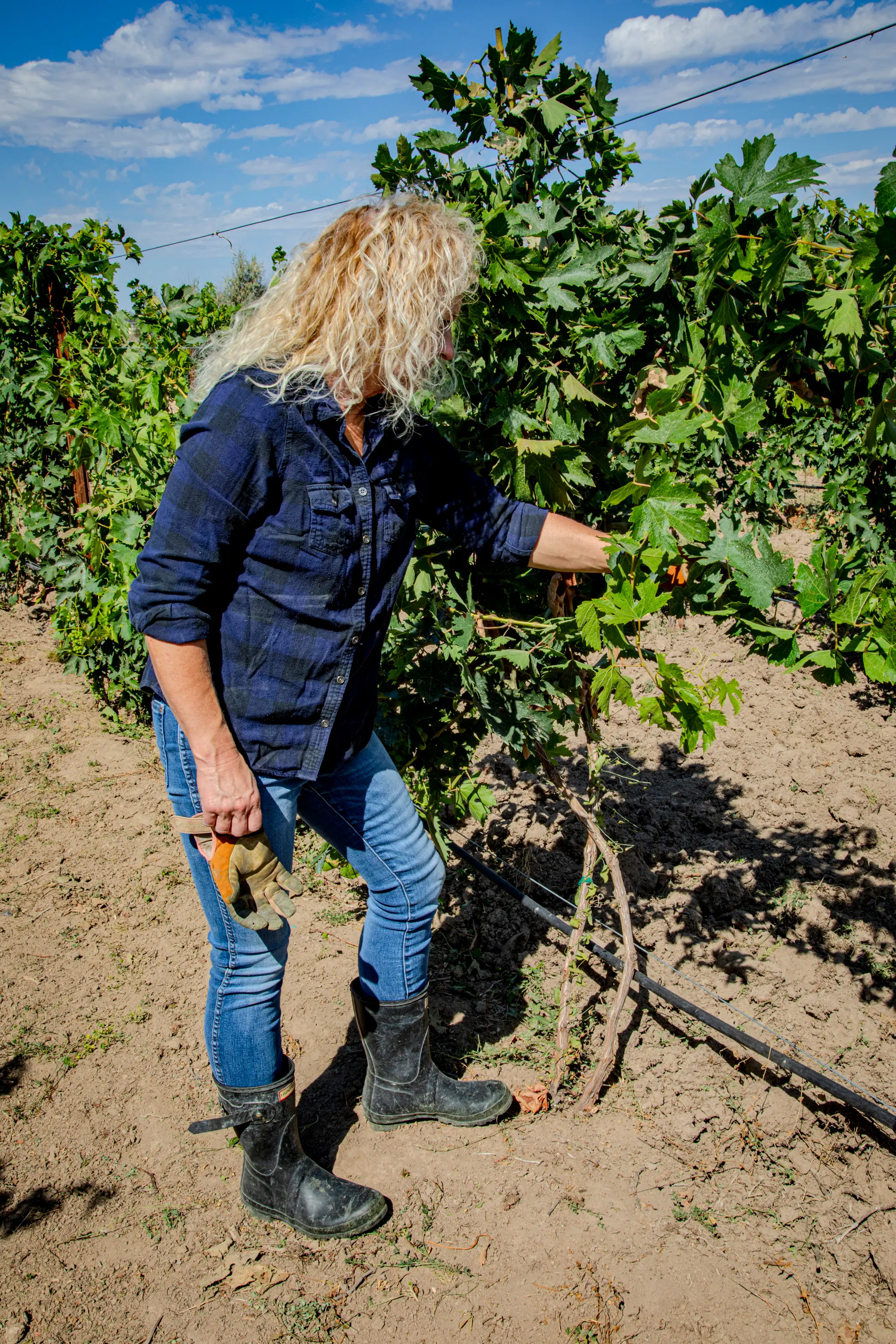 Debbie picking grapes during harvest